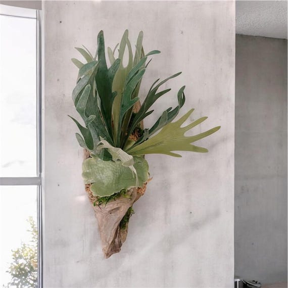 Staghorn Fern Mounted on Driftwood – Handcrafted Botanical Wall Art, Cabin Décor, Nature-Inspired Gift | Large Wall Hanging