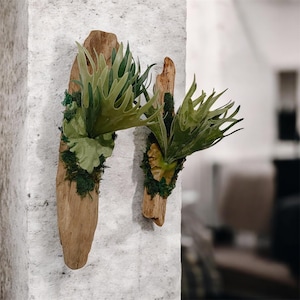 May include: Two staghorn ferns mounted on weathered wood planks. The ferns have large, green, antler-like fronds and are attached with moss. The wood planks are different sizes and are mounted on a textured, light-colored wall.