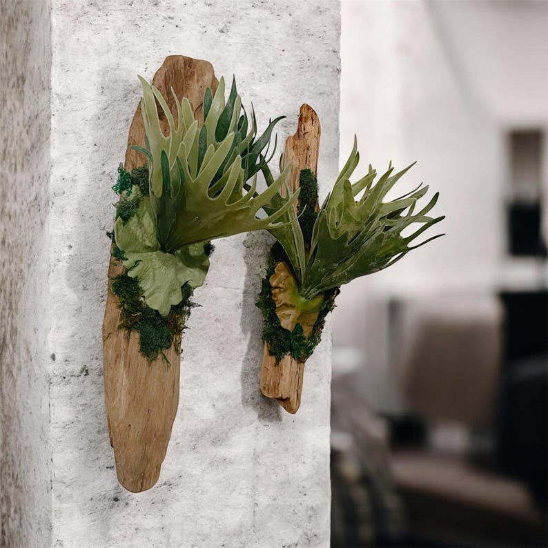 May include: Two staghorn ferns mounted on weathered wood planks. The ferns have large, green, antler-like fronds and are attached with moss. The wood planks are different sizes and are mounted on a textured, light-colored wall.