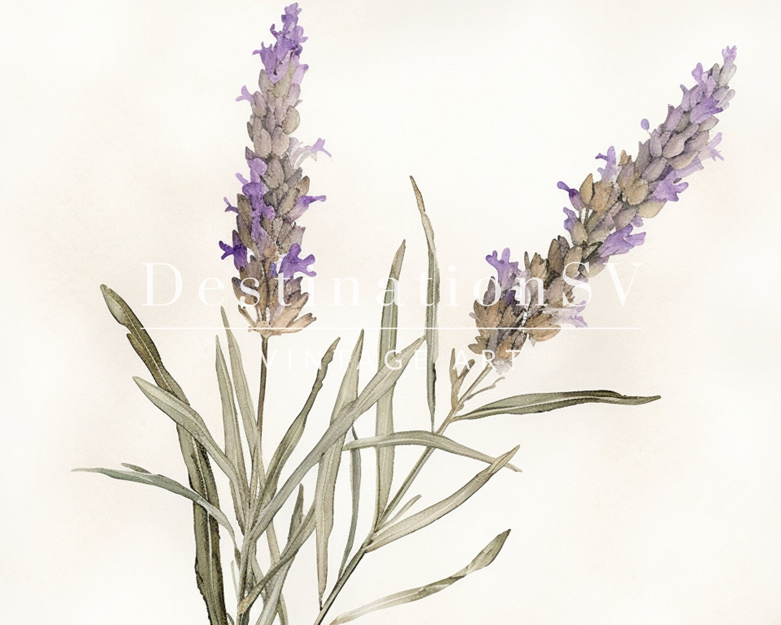 Vintage Lavender Sketch, Botanical Print, Digital Printable, Vintage ...
