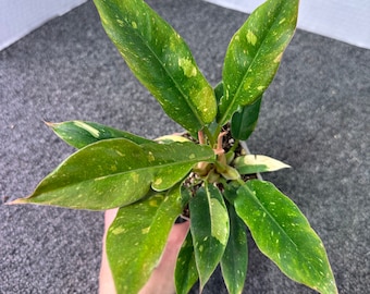 May include: A small potted plant with variegated leaves. The leaves are green with yellow and white speckles.