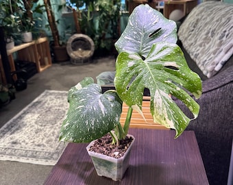 Monstera Thai Constellation - Etsy