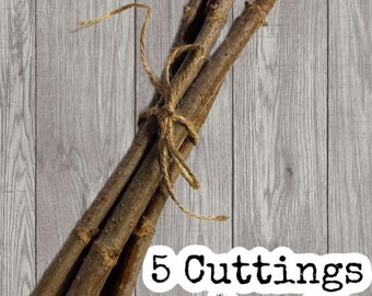 Bob Gordon Elderberries, cuttings, plants, flowers, American elderberry, native elderberry, sambucus canadensis