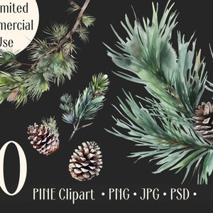 Clip Art Aquarelle Branches de pin, pomme de pin, conifères d'hiver, PNG PSD, Verdure de Noël, POD autorisé, utilisation commerciale