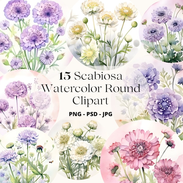 Watercolor Pincushion Clipart, Scabiosa PNG, Commercial Use Clip Art, Summer Floral PNG, POD Allowed