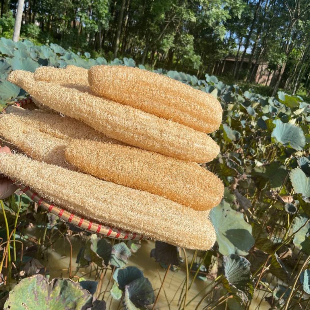 Whole Loofah Natural Loofah Sponge Zero Waste Antibacterial Etsy