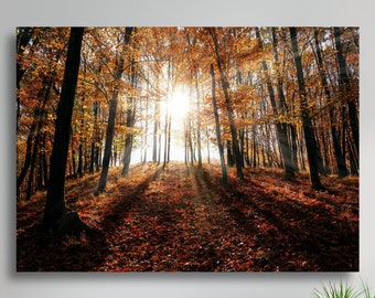 La luz del sol que brilla a través de los árboles del bosque, lienzo mate grande, impresión fotográfica, listo para colgar, arte de pared