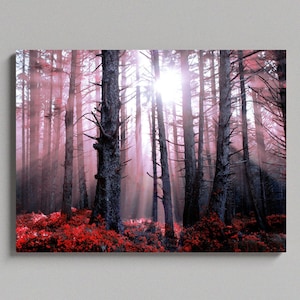 Sunlight Rays Through Forest Trees Large Matte Canvas Photo Print Ready To Hang Wall Art