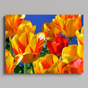 Tulip Field Canvas Photo Print, Yellow And Red Tulip Flowers, Large Matte Canvas Photo Print, Ready To Hang Print