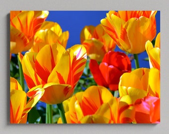 Tulip Field Canvas Photo Print, Yellow And Red Tulip Flowers, Large Matte Canvas Photo Print, Ready To Hang Print