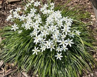 Wunderschöner Stern von Bethlehem (Ornithogalum umbellatum) 20 frische ausgegrabene Pflanzenzwiebeln Frühlingszeit Blumengarten! Selten Schön! :D