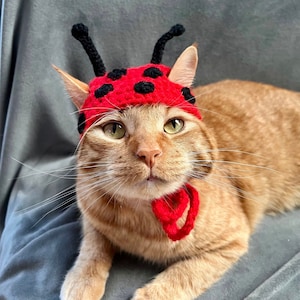 Può includere: Un gatto zenzero con un cappello a forma di coccinella di uncinetto rosso e nero con un fiocco di uncinetto rosso intorno al collo.