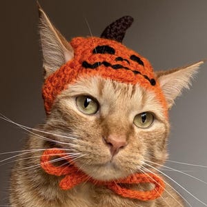 Puede incluir: Un gato jengibre con un gorro de calabaza de punto naranja con rasgos faciales negros y una pajarita naranja a juego. El gato está sentado en una superficie blanca y esponjosa.