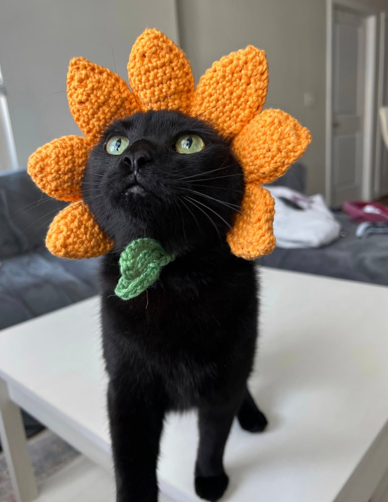 May include: A black cat wearing a crocheted sunflower hat with green leaves. The cat is looking up and has green eyes.