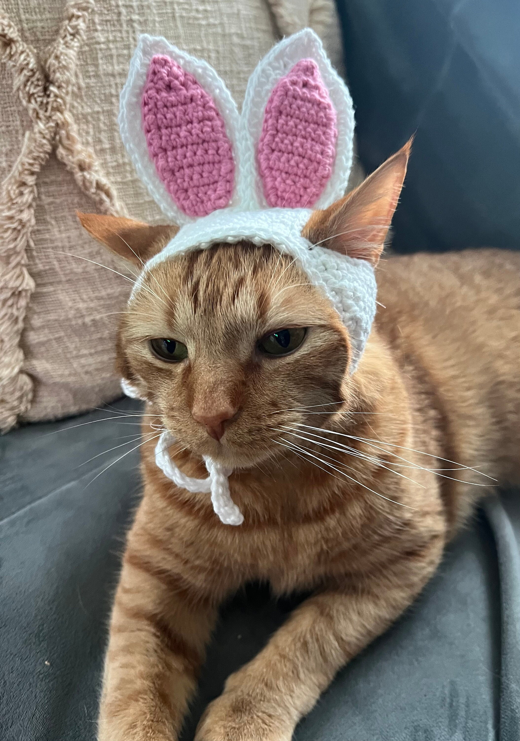 Cat in top bunny costume