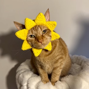Könnte beinhalten: Eine orangefarbene getigerte Katze mit einem hellgelben gehäkelten Sonnenblumenkragen. Die Katze sitzt auf einem flauschigen weißen Haustierbett, mit einem neutralen Hintergrund. Der Sonnenblumenkragen hat spitze Blütenblätter.