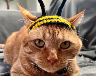 May include: A close-up of an orange tabby cat wearing a black and yellow crocheted bee costume. The cat is looking directly at the camera with a serious expression.