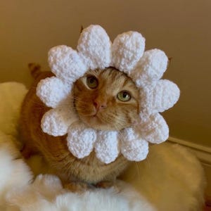 Chapéu de flor para gatos, chapéu de gato margarida, chapéu de crochê para animais de estimação, chapéu de pétala de girassol para gatos