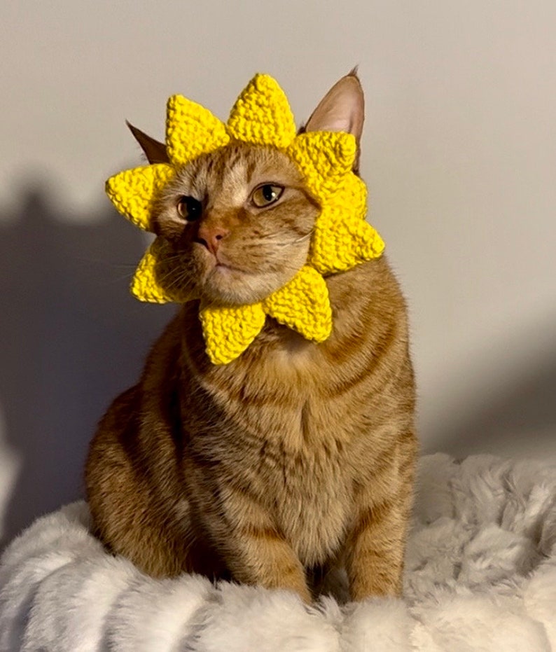 Sun Hat for Cats, Sunshine Cat Hat, Ray of Sunshine Crochet Hat for Pets, Yellow Sun Hat for Cats image 3