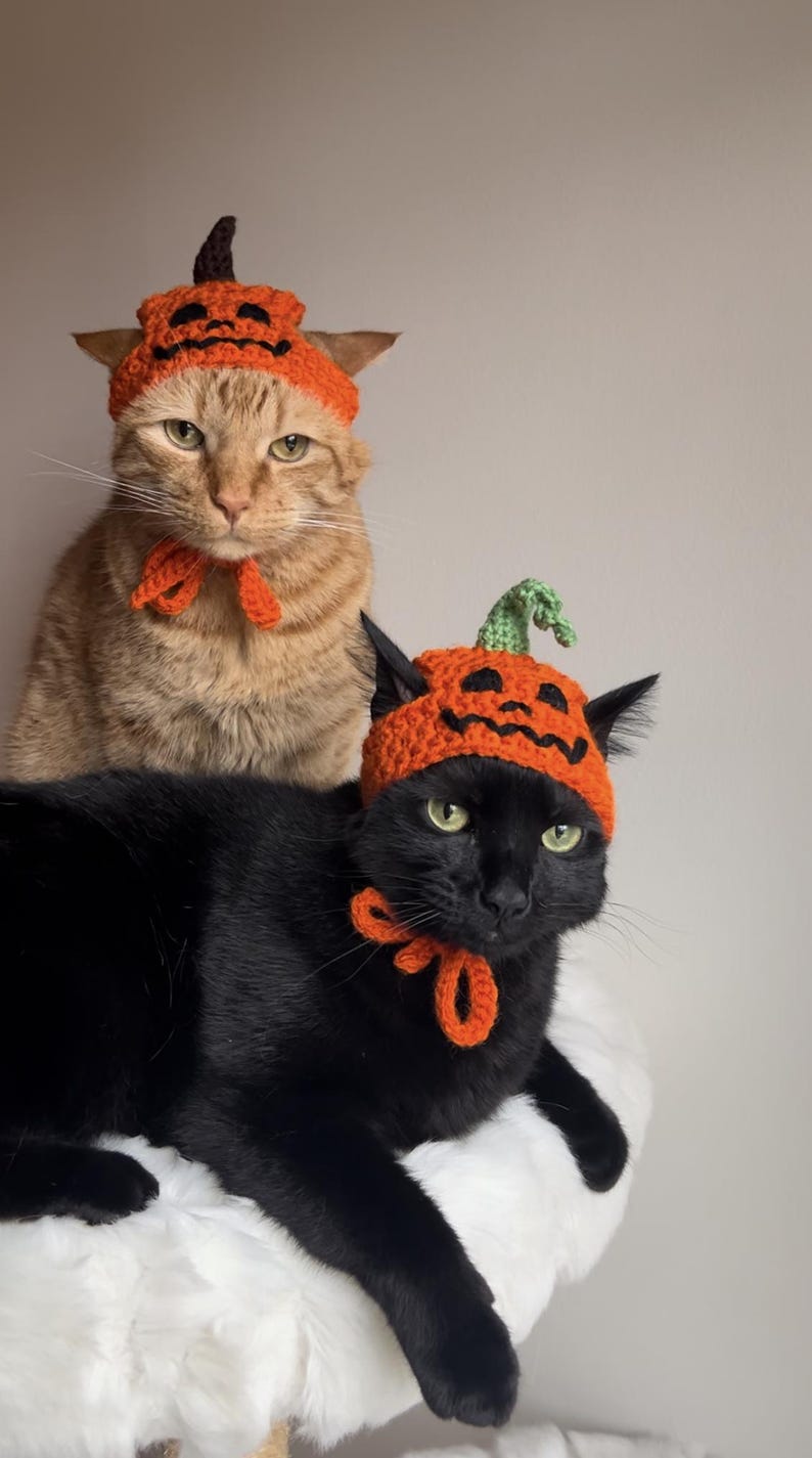 May include: Two cats wearing orange and black crocheted pumpkin hats with matching orange and black bow ties. The cats are sitting on a white fluffy surface.