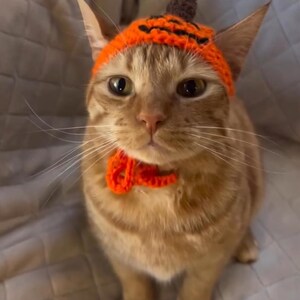 May include: A ginger cat wearing a crocheted orange pumpkin hat with a green stem. The cat is looking directly at the camera.