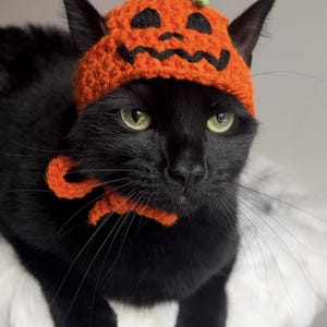 May include: A black cat wearing a crocheted orange pumpkin hat with a green stem. The cat is sitting on a white fluffy surface.