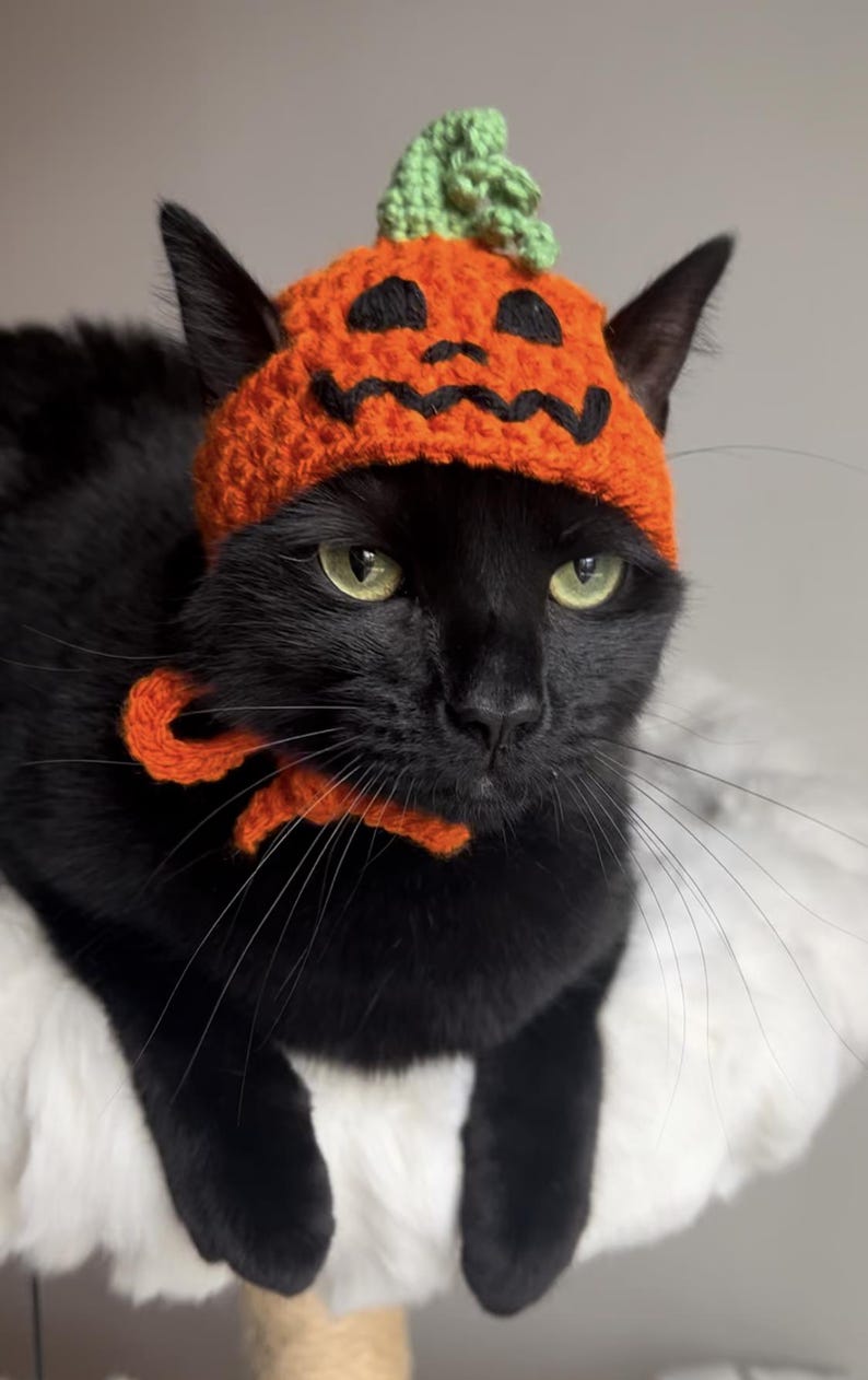 May include: A black cat wearing a crocheted orange pumpkin hat with a green stem. The cat is sitting on a white fluffy surface.