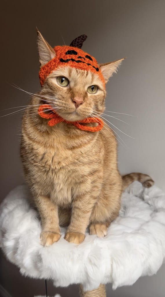 Pumpkin Cat Hat Crochet Pattern: Jack-O-Lantern Pet Costume (Digital PDF Download)