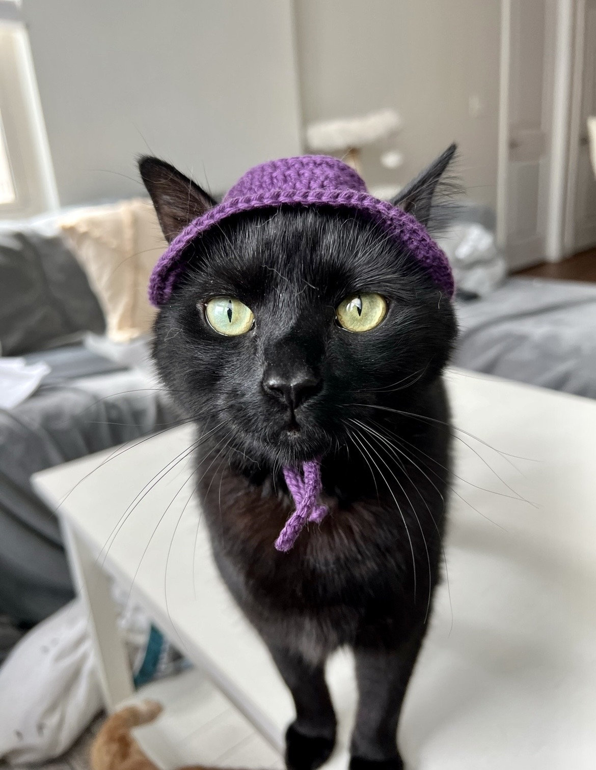 Cappello con gatto nero - Cappello invernale - Cappello lavorato a maglia con orecchie di gatto - Berretto con gatto - Cappello morbido | Leroy Merlin