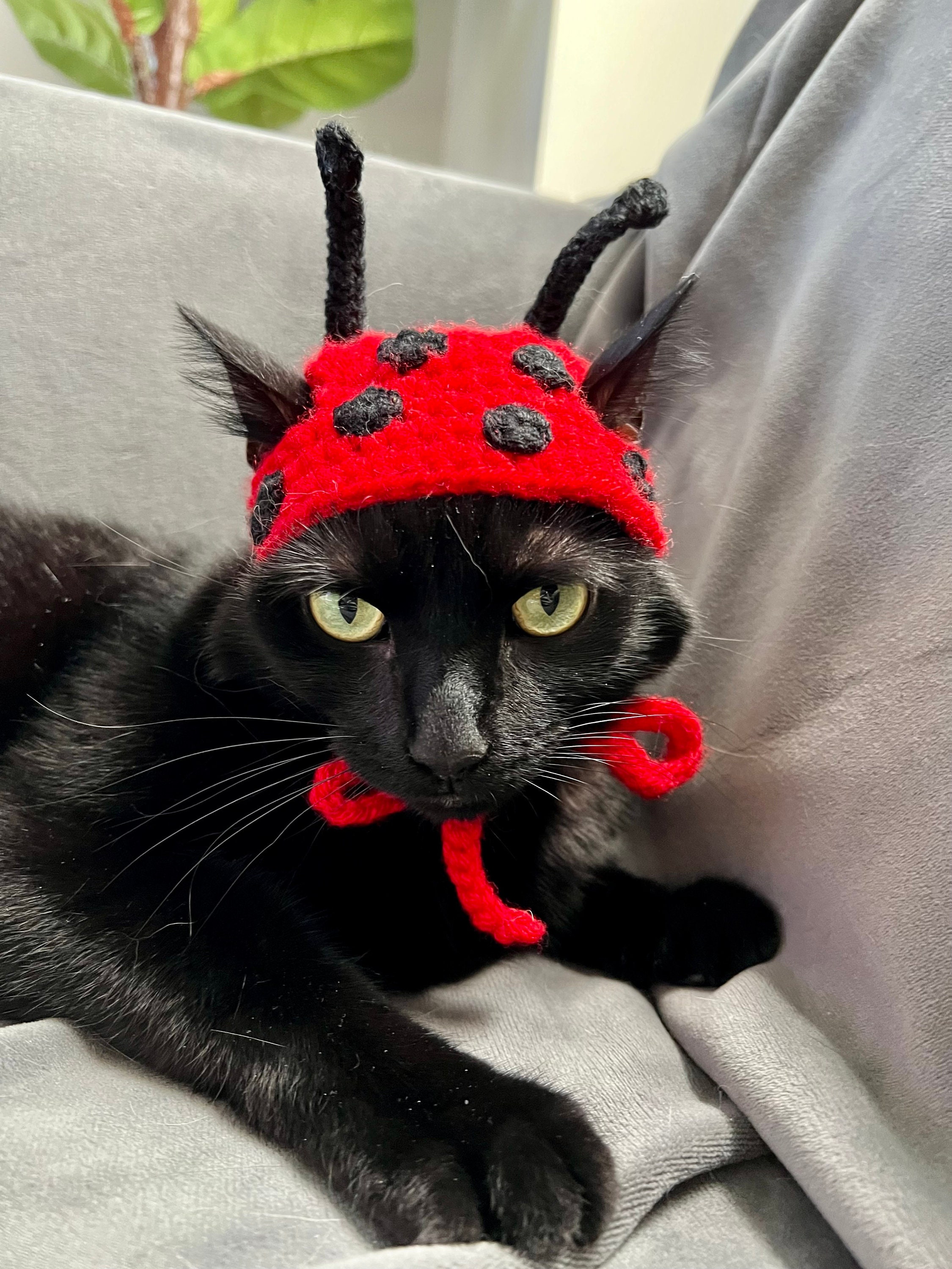かぎ針編みのてんとう虫猫用コスチュームハット：ペット用ハロウィン