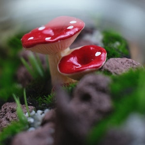 May include: Two red and white mushrooms with white spots are nestled in a bed of green moss and small brown rocks.