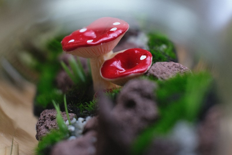 May include: Two red and white mushrooms with white spots are nestled in a bed of green moss and small brown rocks.