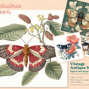 Vintage Antik Motte 8 JPGs Insekt Zeichnung Clipart Bundle 23AP018 | luna motte,digital motte sticker,digital motte
