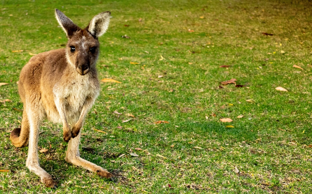 A Glimpse of Australia's Iconic Wonder the Endearing Baby Kangaroo Etsy