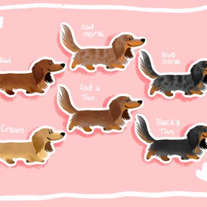 Dachshund gifts 2024