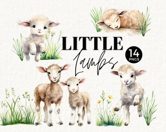 Watercolor Lambs Clipart, Sheep, Easter Spring PNG, Farm Party Illustration, Cute Nursery Wall Art, Wild Flower, Sublimation, Card,  062SS