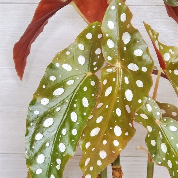 Angelwing Begonia |Begonia Maculata| | Begonia Wightii |Spotted Begonia-in 3"pot