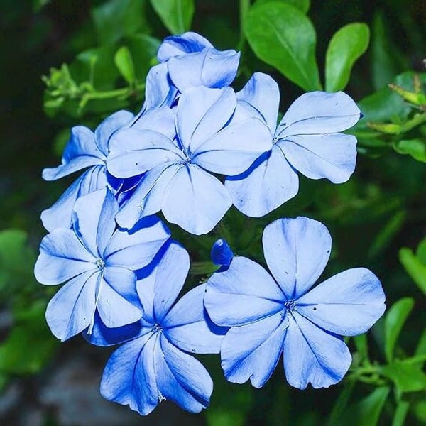 2 Blue Plumbago Auriculata Plants - Imperial Blue - Perennial Shrub - Blue Starter Live Plants 3 To 5" Tall