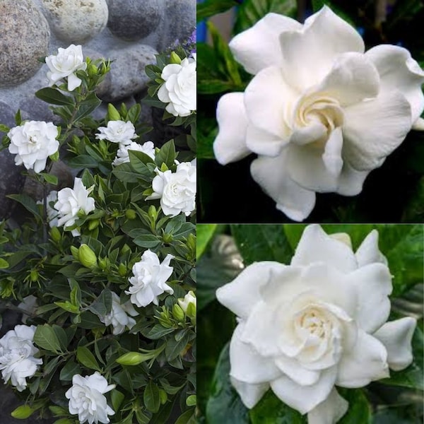 2 Gardenia Jasminoides Plants 'Veitchii' - Beautiful Fragrant Blooming Shrub - Live Plants 2,5" Pot