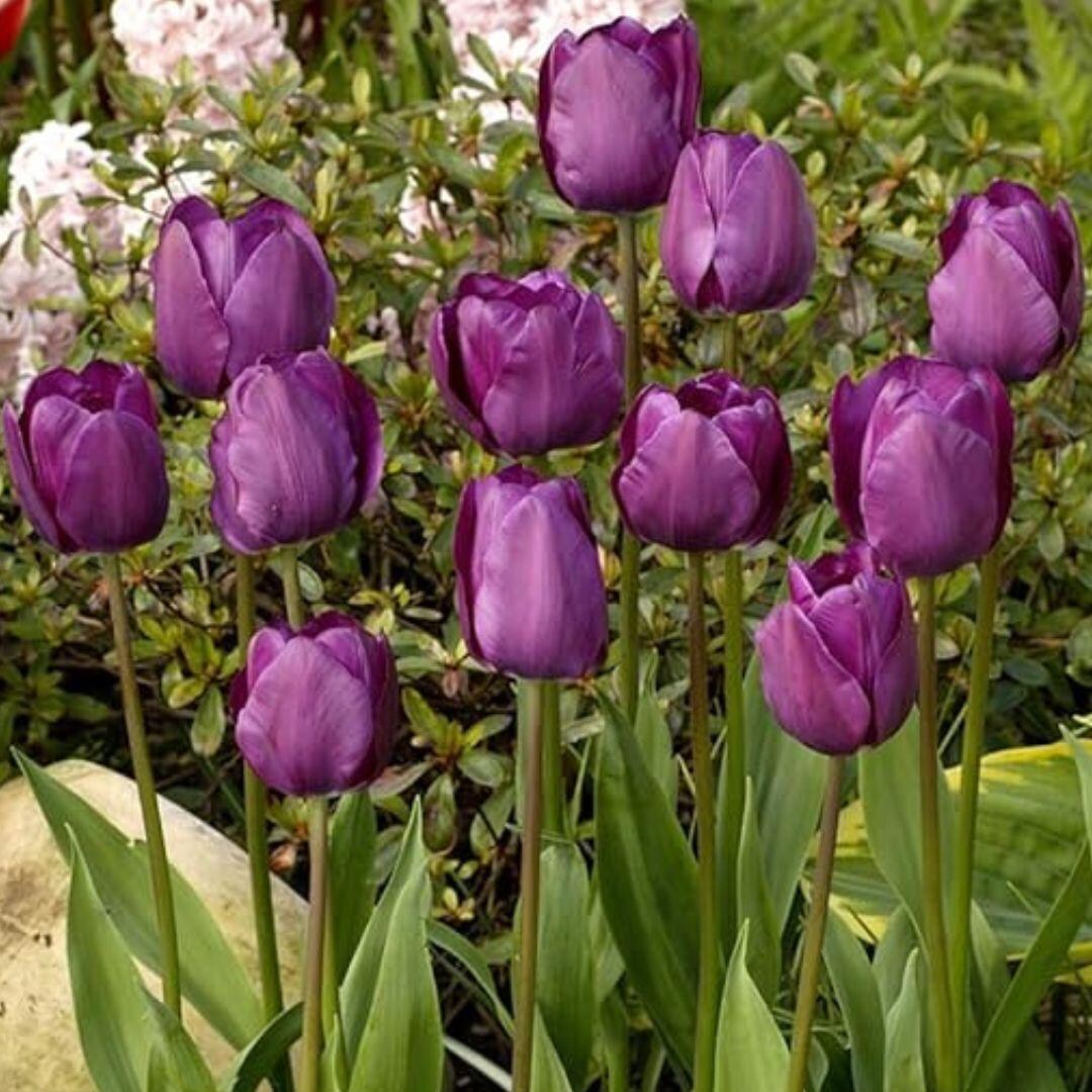 25 Bulbs Tulip Negrita Triumph Tulip Flower Bulbs Outdoor Garden - Etsy
