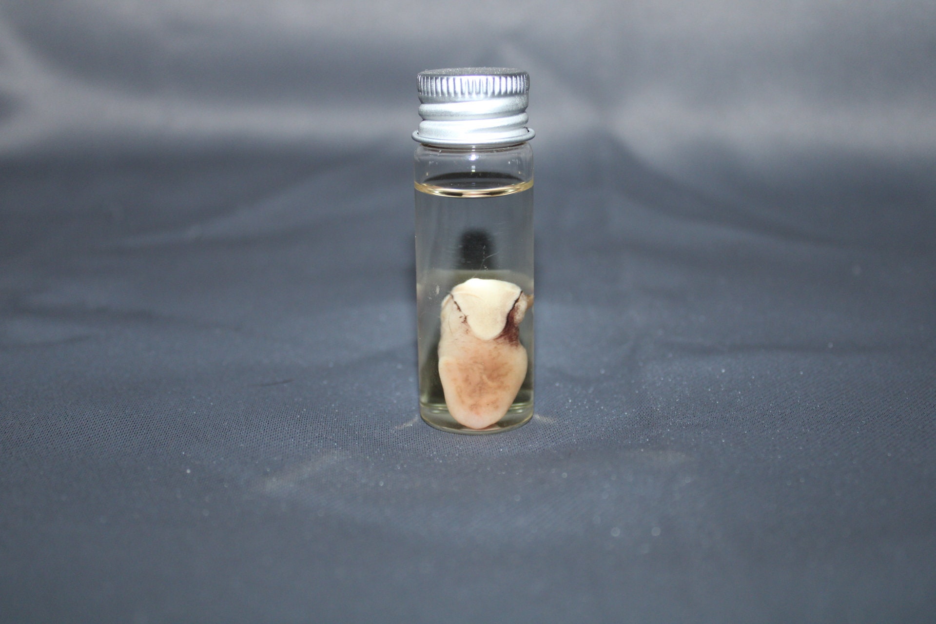 Preserved Rabbit Tongue - Etsy