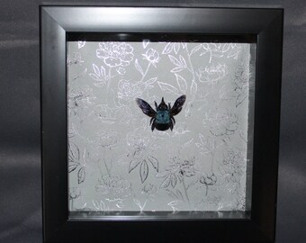 Framed Blue Carpenter Bee