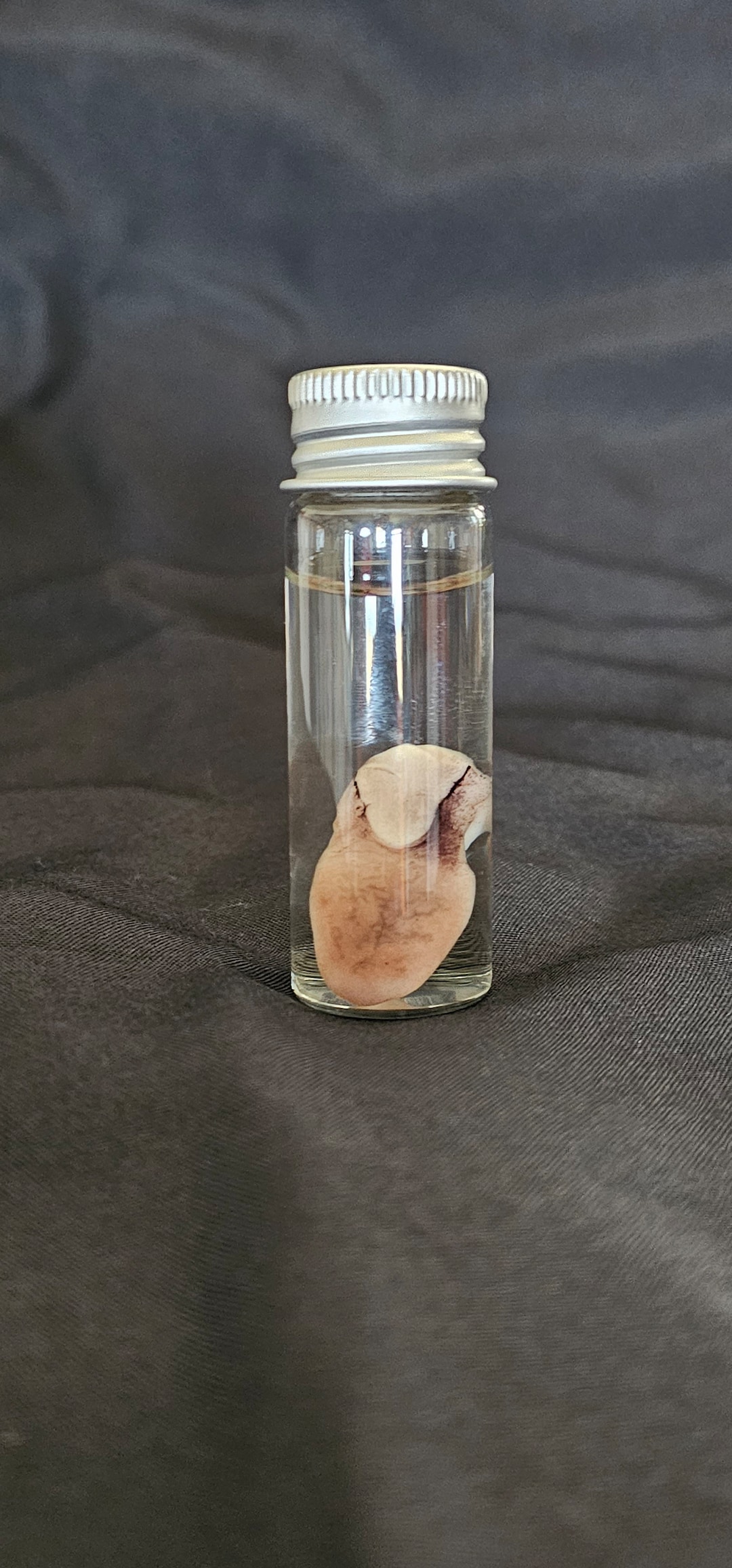 Preserved Rabbit Tongue - Etsy