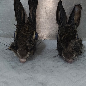 Rabbit Head Wet Specimen