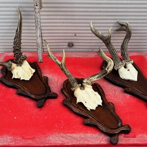 May include: Three antler mounts on wooden plaques with a red background. The antlers are brown and white and are mounted on dark brown wooden plaques.