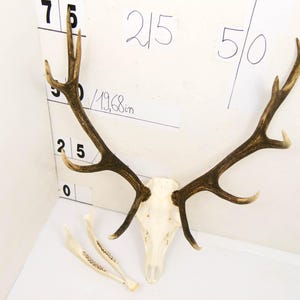 Red deer trophy with natural skull antlers horns wall decoration art unique