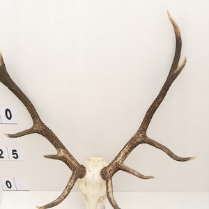 8 Red deer trophy with natural skull antlers horns wall decoration art unique