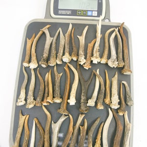 1 kg / 9-15 cm / 25-40 pieces / Natural roe deer antlers / Elements of art, decoration, uniqe, fresh, dog chew / 2 lb / 3,54-5,9 in image 7