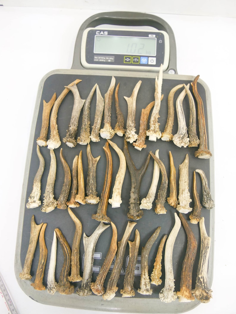 1 kg / 9-15 cm / 25-40 pieces / Natural roe deer antlers / Elements of art, decoration, uniqe, fresh, dog chew / 2 lb / 3,54-5,9 in image 7