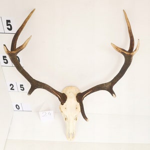 24/ Red deer trophy with natural skull antlers horns wall decoration art unique